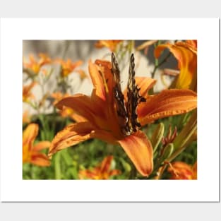 Beautiful photograph of a butterfly on an orange lily flower Posters and Art